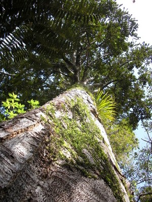 kauri